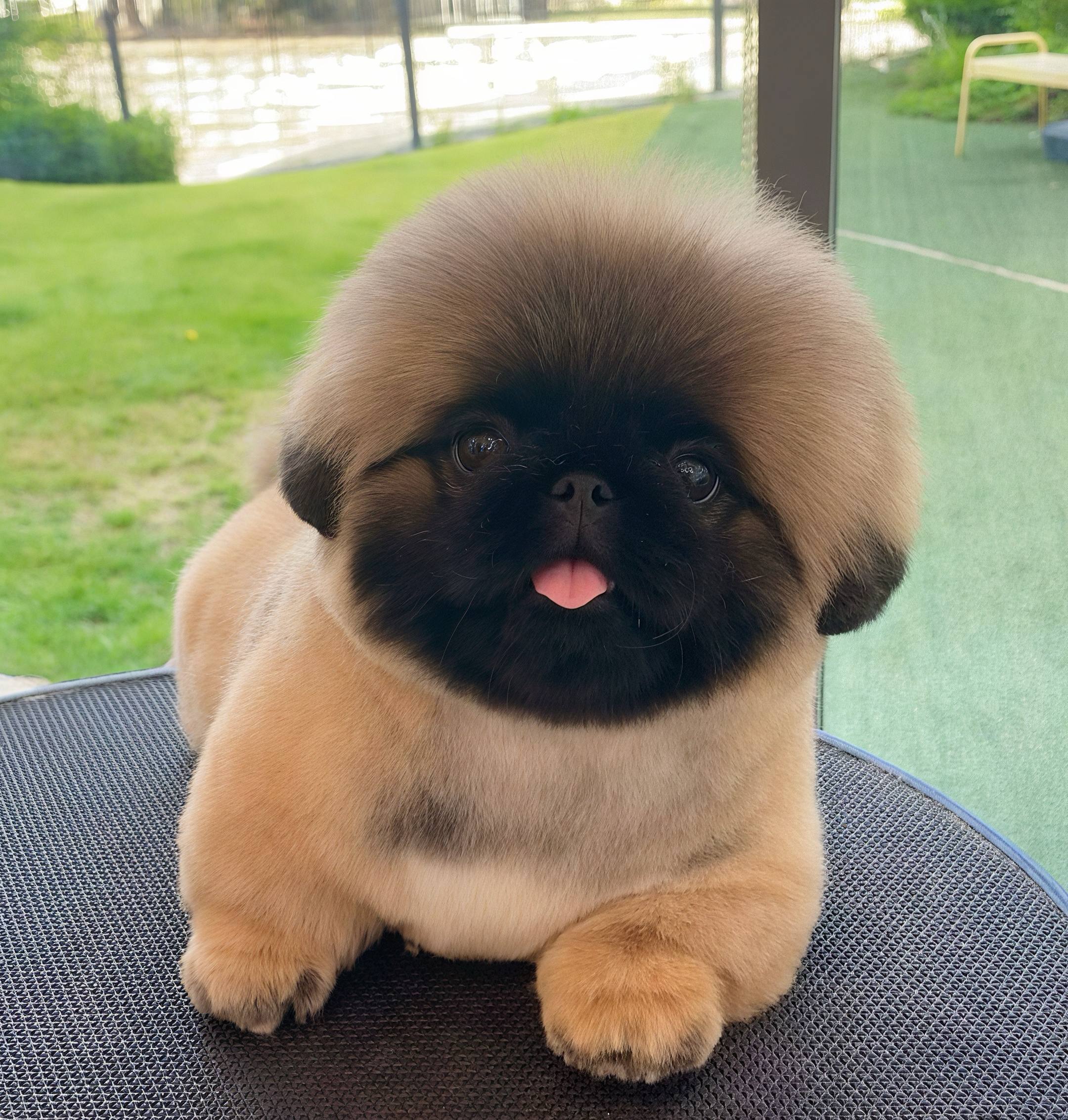 Real portrait of Pluto